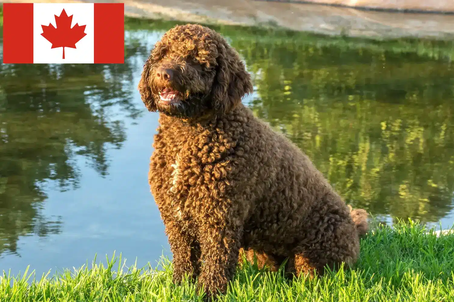 Щенки и заводчики Perro de Agua Español Канада Здесь вы можете найти заводчиков собак породы Перро де Агуа Эспаньол в Канаде.