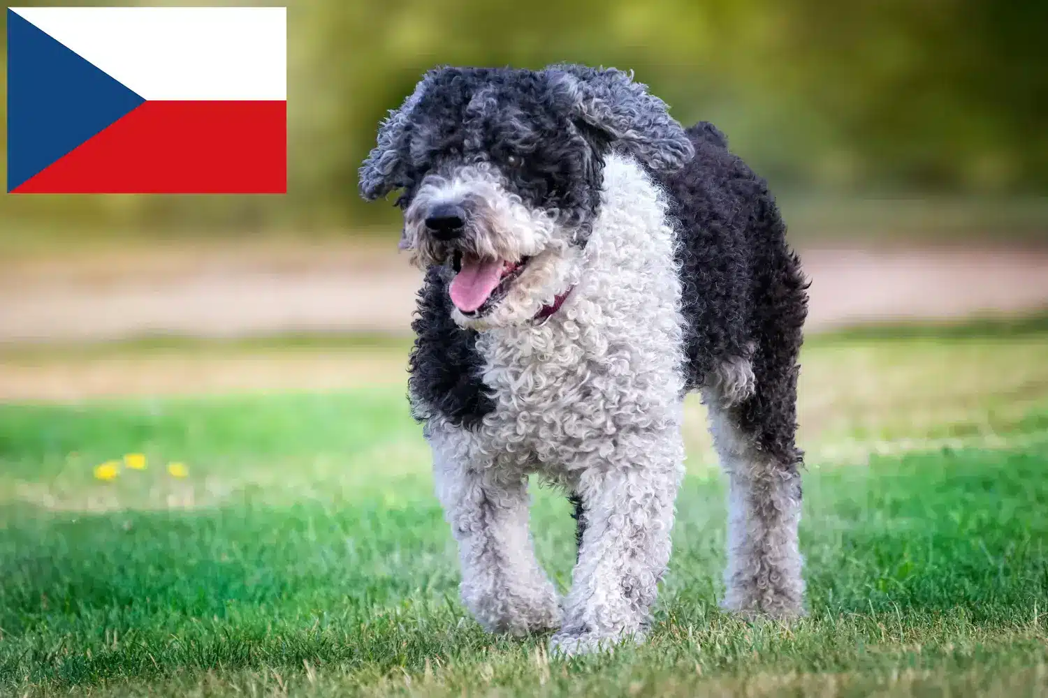 Щенки и заводчики Perro de Agua Español Чешская Республика Здесь вы можете найти заводчиков породы Перро де Агуа Эспаньол в Чешской Республике.