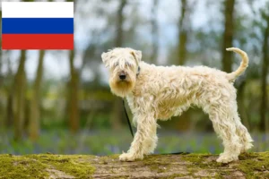 Подробнее о статье Ирландские мягкошерстные пшеничные терьеры – заводчики и щенки в России