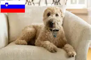 Подробнее о статье Ирландские мягкошерстные пшеничные терьеры – заводчики и щенки в Словении