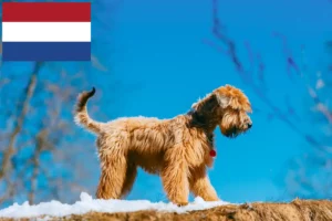 Подробнее о статье Ирландские мягкошерстные пшеничные терьеры – заводчики и щенки в Нидерландах