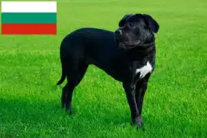 Подробнее о статье Кане Корсо Итальяно заводчики и щенки в Болгарии