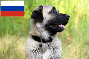 Подробнее о статье Заводчики и щенки кангала в России