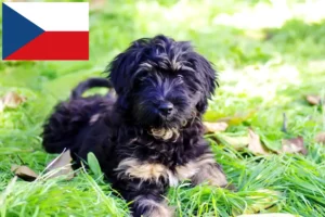 Подробнее о статье Заводчики и щенки Cão da Serra de Aires в Чешской Республике