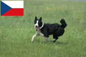 Подробнее о статье Заводчики и щенки карельской медвежьей собаки в Чехии