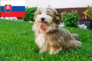 Подробнее о статье Заводчики и щенки хаванеза в Словакии