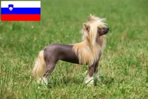 Подробнее о статье Заводчики и щенки китайской хохлатой собаки в Словении
