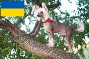 Подробнее о статье Заводчики и щенки китайской хохлатой собаки в Украине