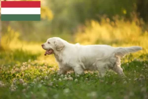 Подробнее о статье Заводчики и щенки кламбер-спаниелей в Венгрии