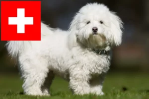 Подробнее о статье Заводчики и щенки Котон де Тулеар в Швейцарии