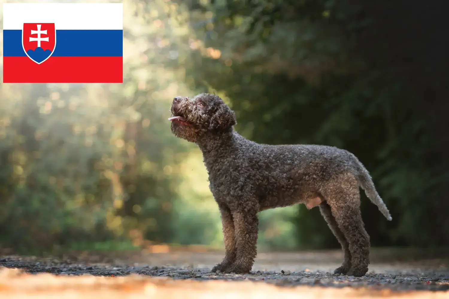 Подробнее о статье Заводчики и щенки Lagotto Romagnolo в Словакии