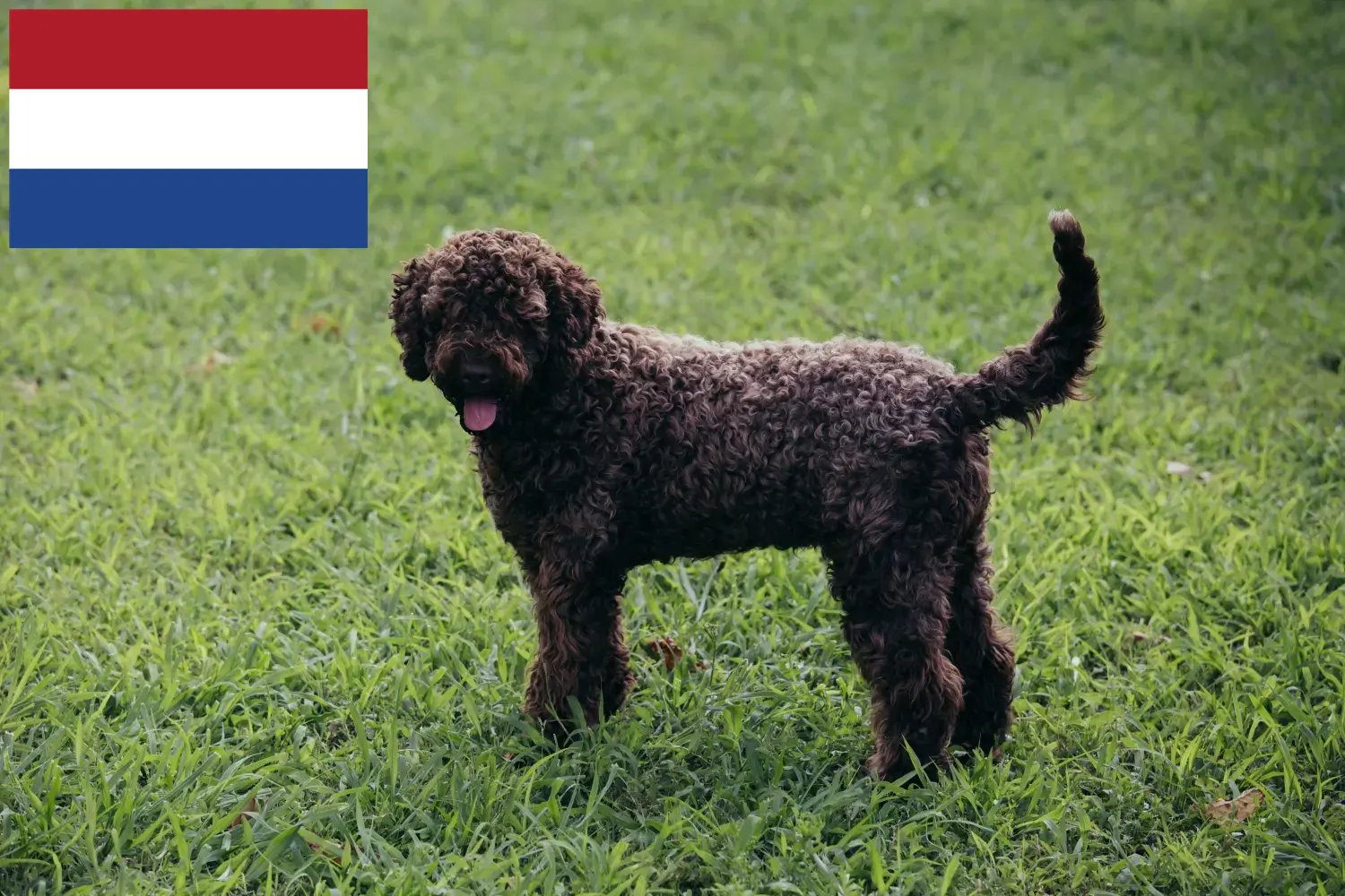 Подробнее о статье Заводчики и щенки Lagotto Romagnolo в Нидерландах
