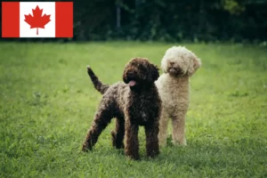 Подробнее о статье Заводчики и щенки Lagotto Romagnolo в Канаде
