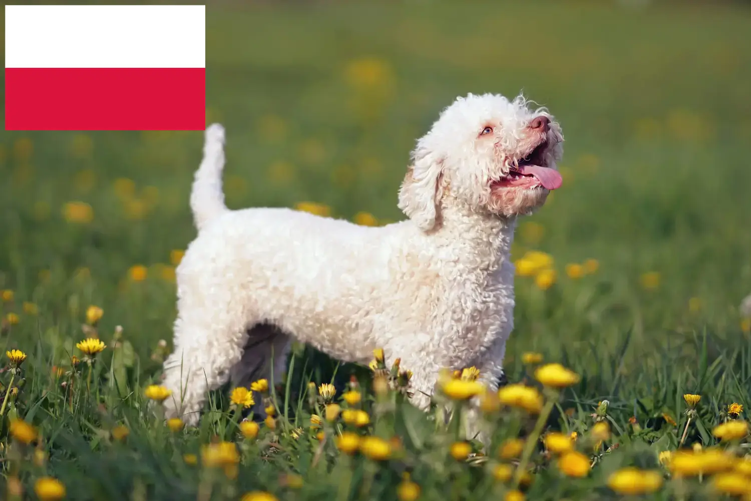 Подробнее о статье Заводчики и щенки Lagotto Romagnolo в Польше