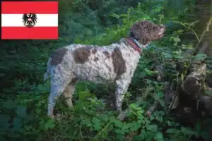 Подробнее о статье Заводчики и щенки Lagotto Romagnolo в Австрии