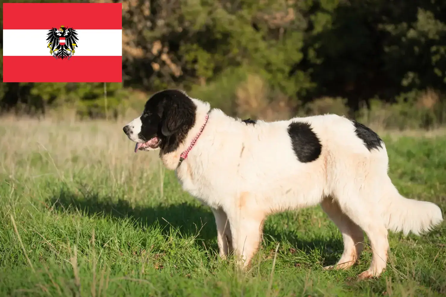Подробнее о статье Заводчики и щенки Landseer в Австрии