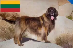 Подробнее о статье Заводчики и щенки леонбергера в Литве