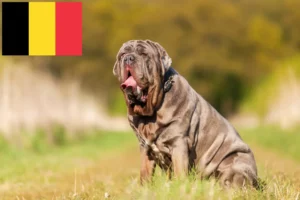 Подробнее о статье Заводчики и щенки Mastino Napoletano в Бельгии