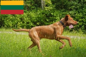 Подробнее о статье Заводчики и щенки Мадьярская Виззла в Литве