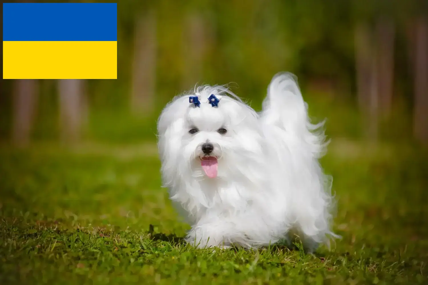 Мальтийские щенки и заводчики Украина Здесь вы можете найти заводчиков мальтезе в Украине.