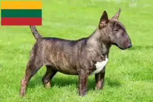 Подробнее о статье Заводчики и щенки миниатюрного бультерьера в Литве
