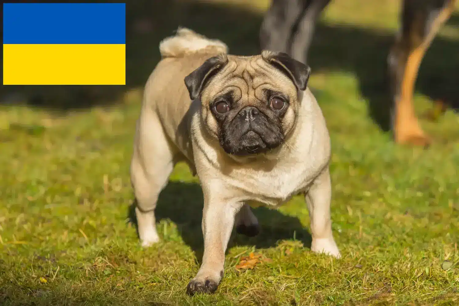 Щенки мопса и заводчики Украина Здесь вы можете найти заводчиков мопсов в Украине.