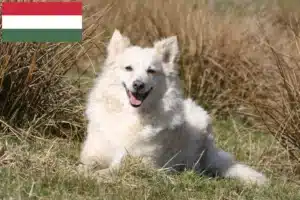 Подробнее о статье Заводчики и щенки муди в Венгрии