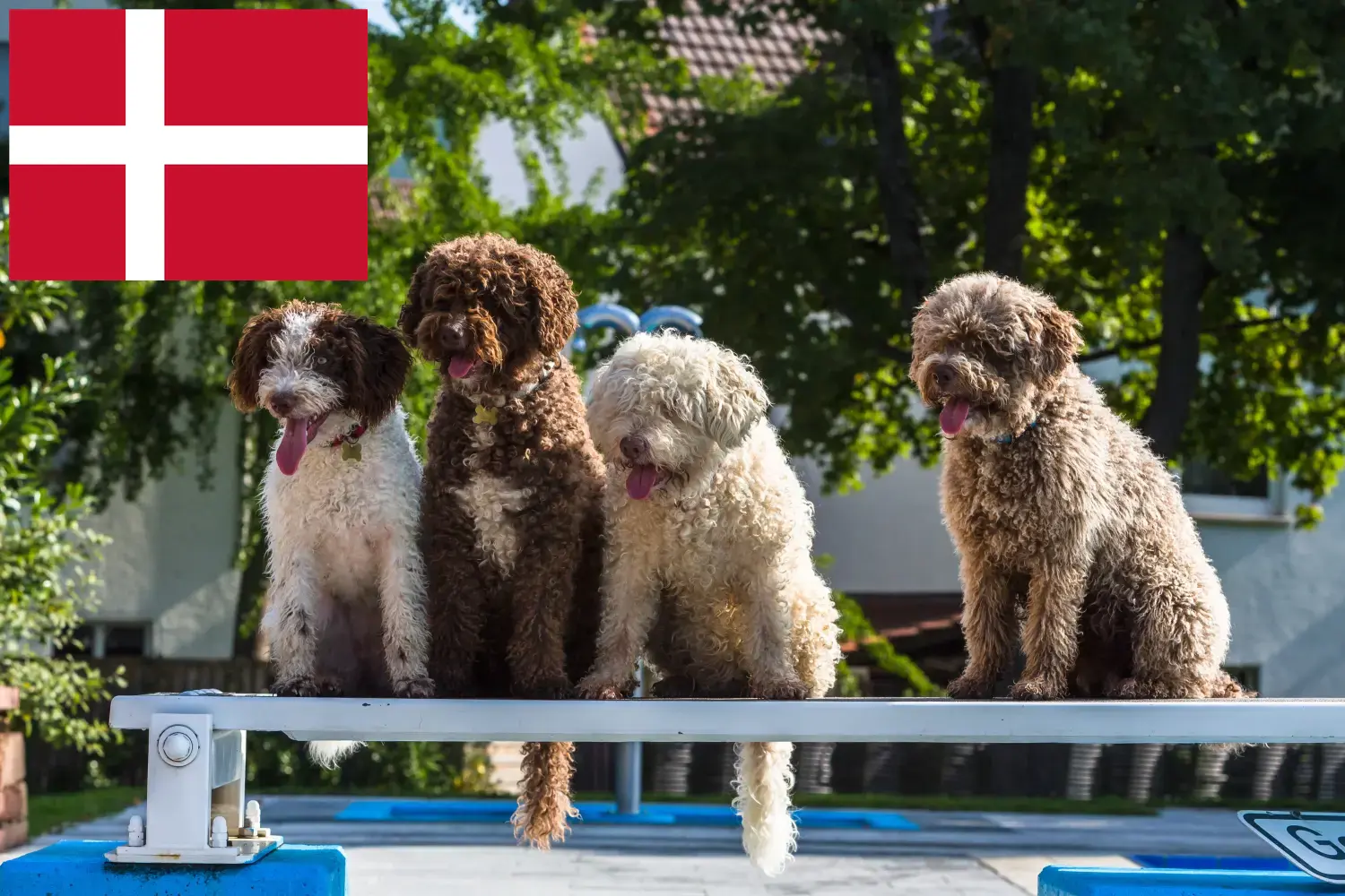 Щенки и заводчики Perro de Agua Español Дания Здесь вы можете найти заводчиков собак породы Перро де Агуа Эспаньол в Дании.