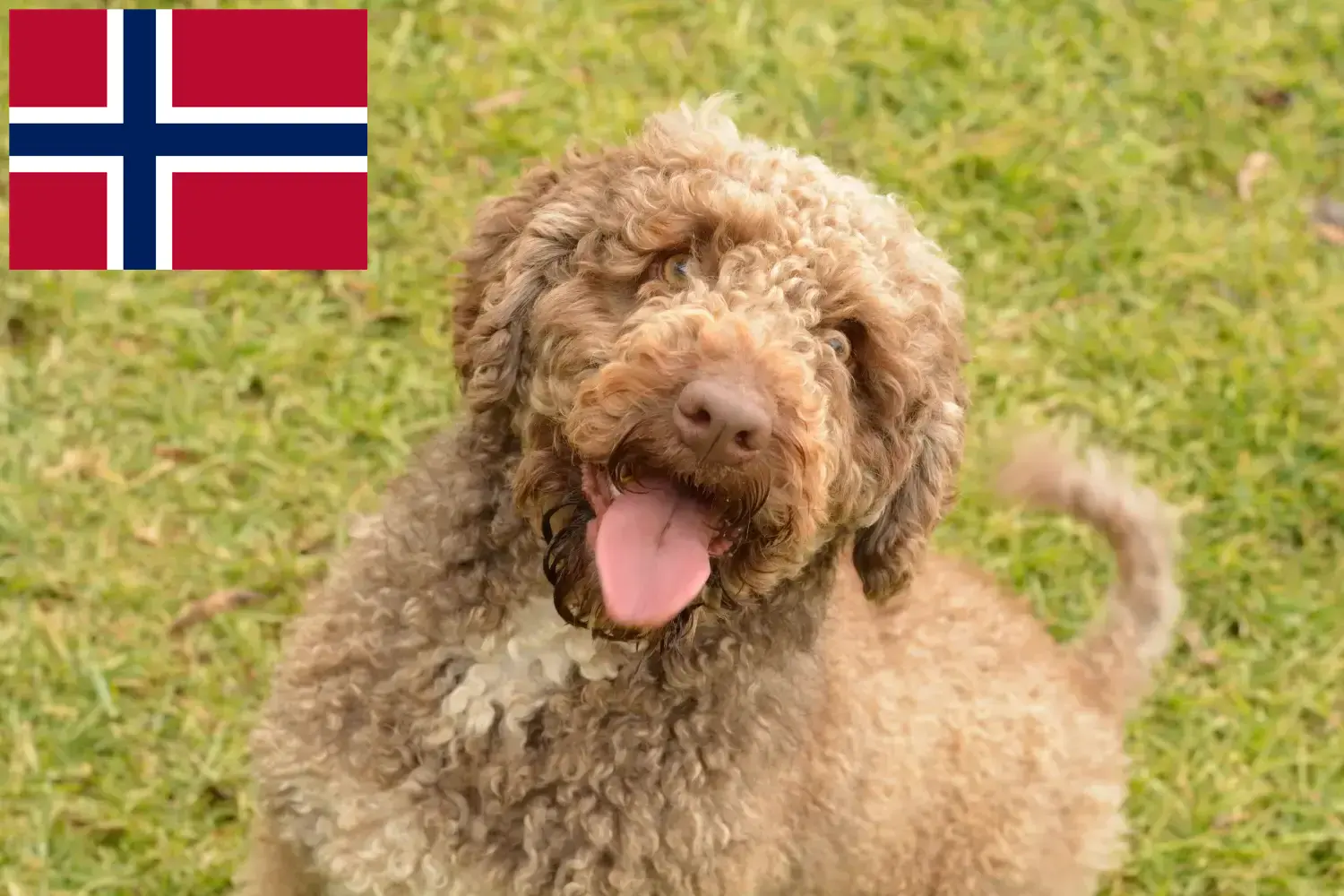 Щенки и заводчики Perro de Agua Español Норвегия Здесь вы можете найти заводчиков Perro de Agua Españols в Норвегии.