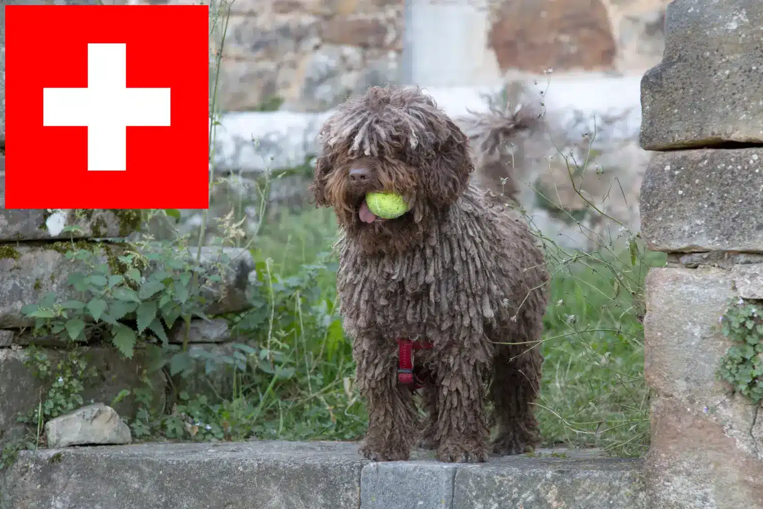 Щенки и заводчики Perro de Agua Español Швейцария Здесь вы можете найти заводчиков собак породы Перро де Агуа Эспаньол в Швейцарии.