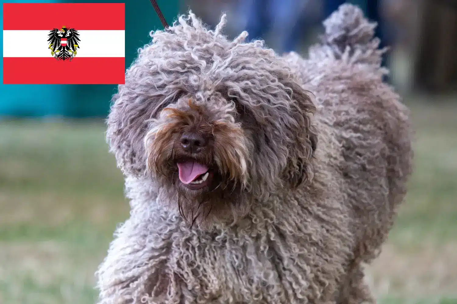 Щенки и заводчики Perro de Agua Español Австрия Здесь вы можете найти заводчиков собак породы Перро де Агуа Эспаньол в Австрии.