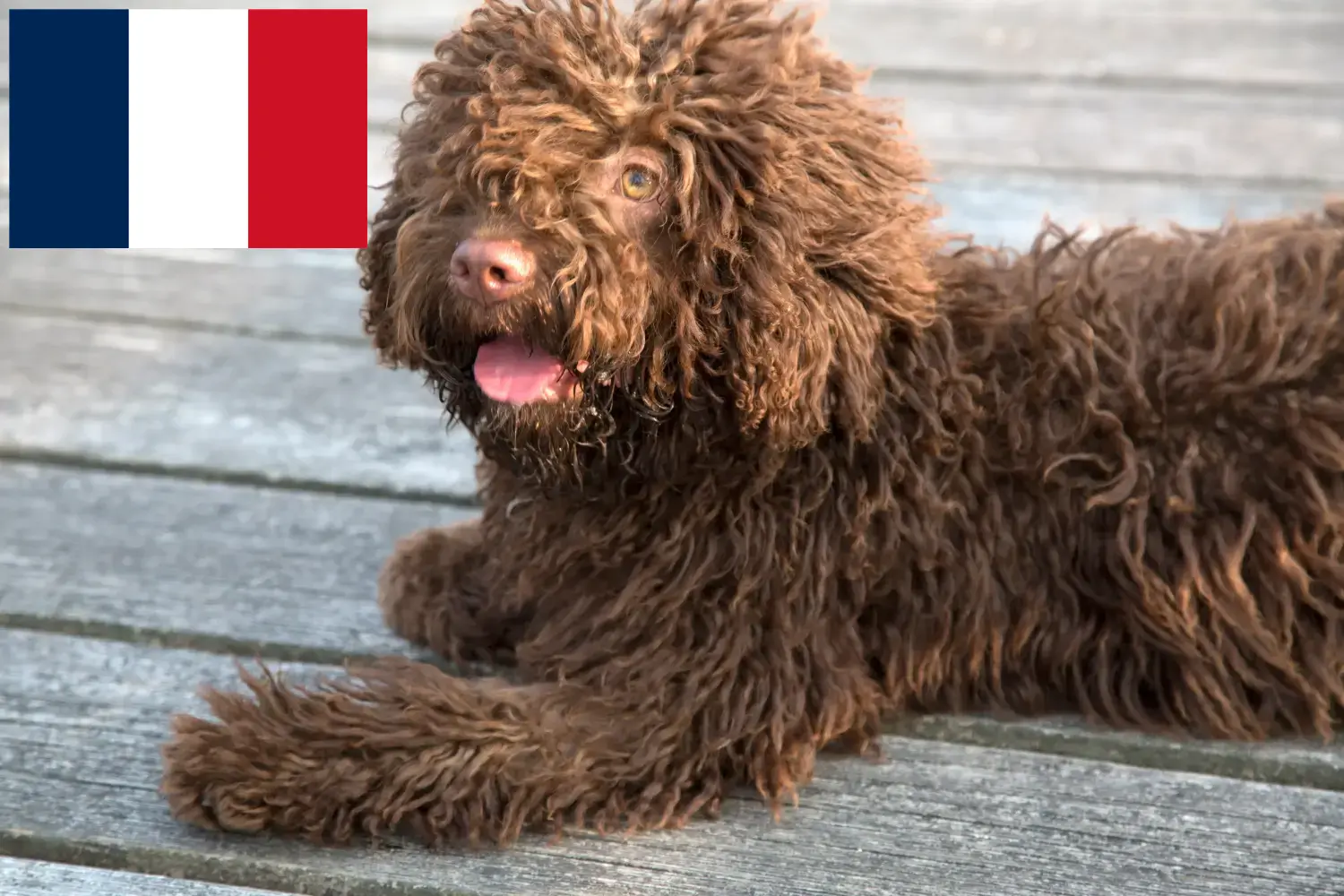 Щенки и заводчики Perro de Agua Español Франция Здесь вы можете найти заводчиков породы Перро де Агуа Эспаньол во Франции.