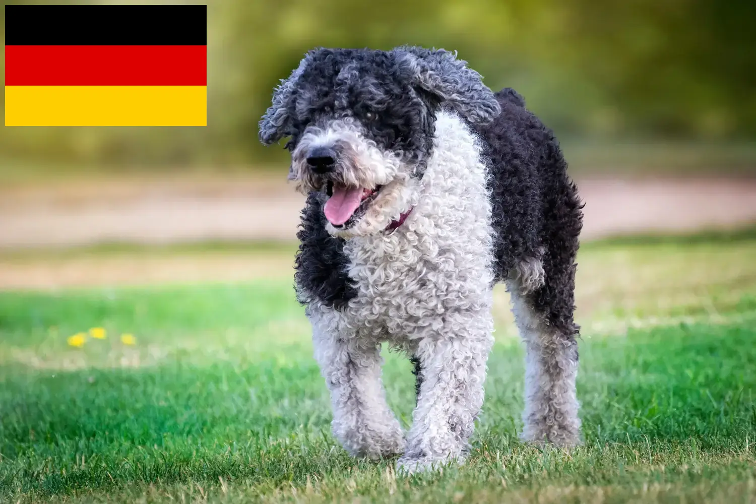 Щенки и заводчики Perro de Agua Español Германия Здесь вы найдете заводчиков Perro de Agua Españols в Германии.
