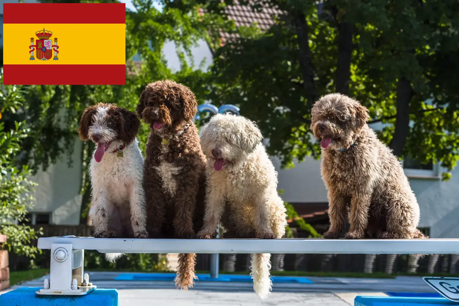 Щенки и заводчики Perro de Agua Español Испания Здесь вы можете найти заводчиков породы Перро де Агуа Эспаньол в Испании.