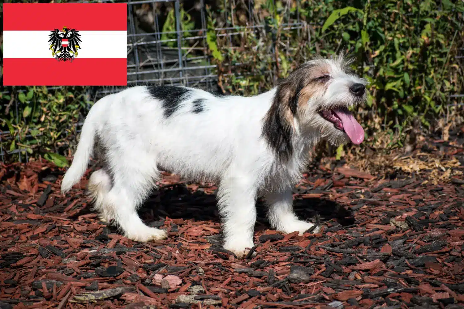 Щенки и заводчики Petit Basset Griffon Vendéen Австрия Найдите заводчиков Petit Basset Griffon Vendéens в Австрии.