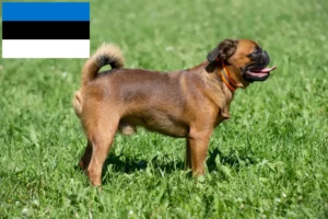 Подробнее о статье Заводчики и щенки Petit Brabançon в Эстонии
