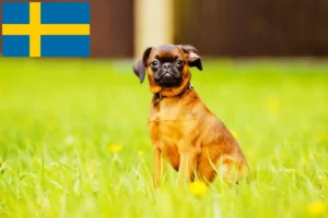 Подробнее о статье Заводчики и щенки Petit Brabançon в Швеции