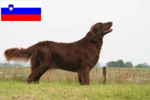 Подробнее о статье Заводчики и щенки ретриверов с плоским шерстным покровом в Словении