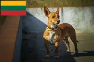 Подробнее о статье Заводчики и щенки Podenco в Литве