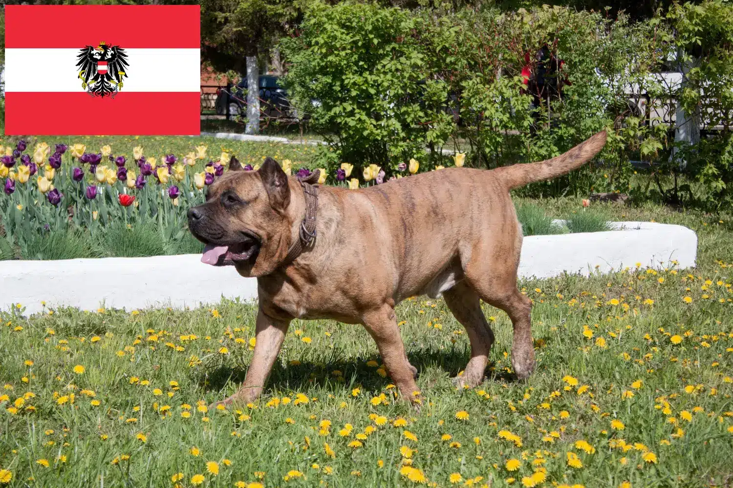 Щенки и заводчики Presa Canario Австрия Здесь вы можете найти заводчиков собак породы Преса Канариос в Австрии.