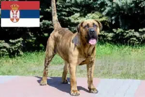 Подробнее о статье Заводчики и щенки Presa Canario в Сербии