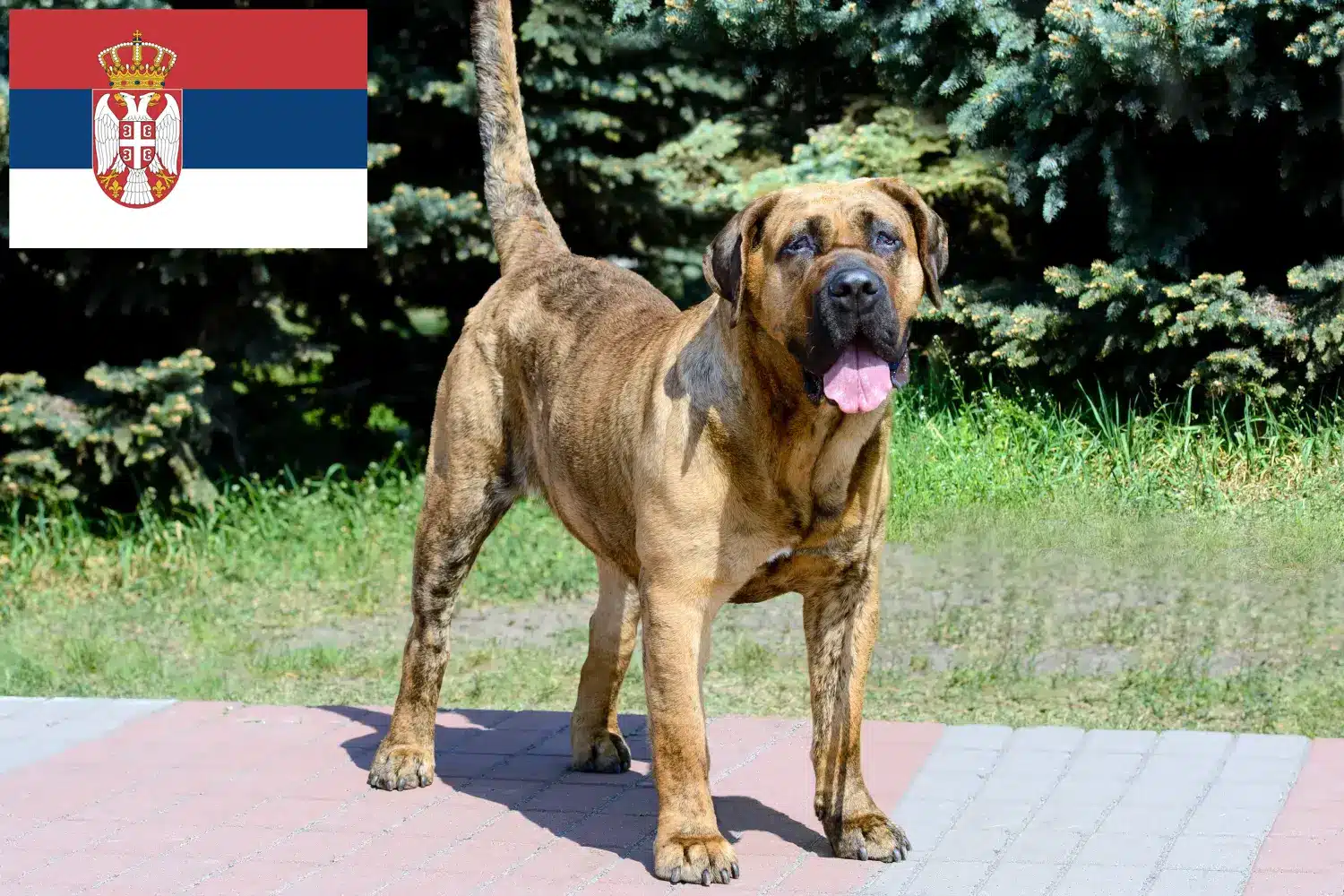 Щенки и заводчики Presa Canario Сербия Здесь вы можете найти заводчиков собак породы Преса Канариос в Сербии.