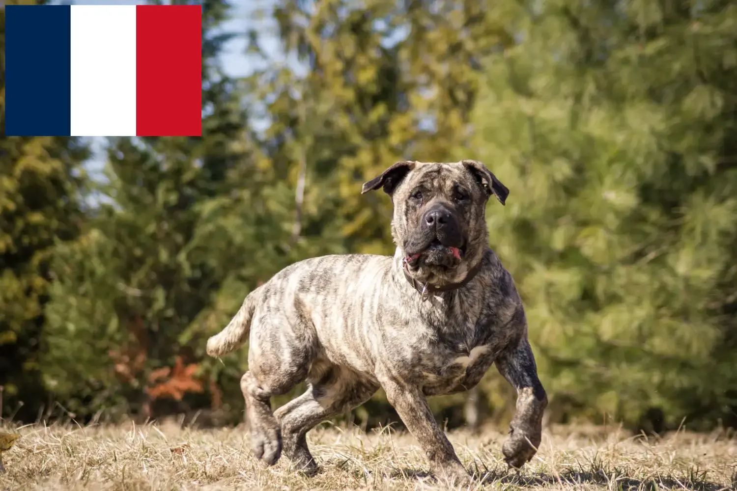 Щенки и заводчики Presa Canario Франция Здесь вы можете найти заводчиков собак породы Преса Канариос во Франции.