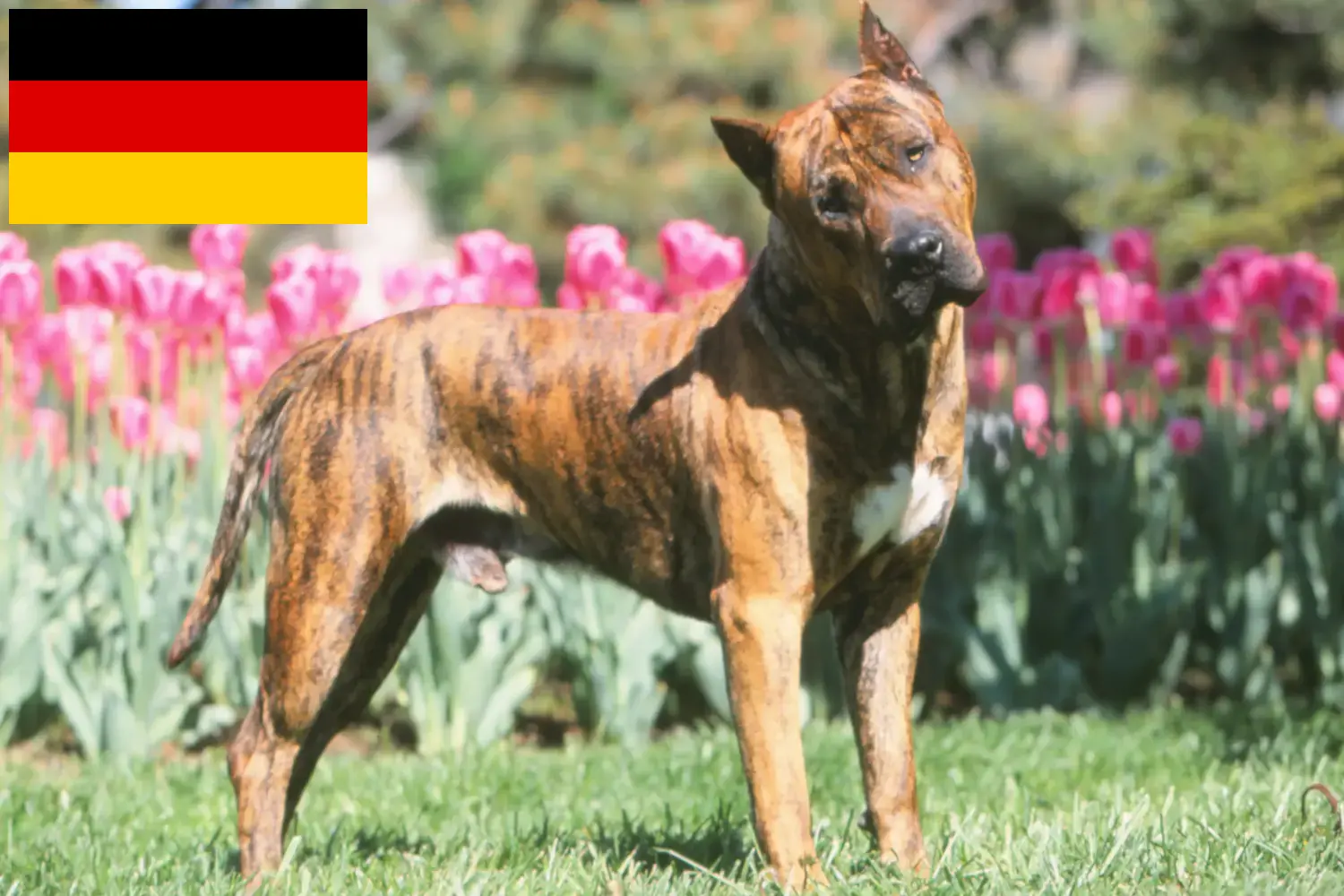 Щенки и заводчики Presa Canario Германия Здесь вы можете найти заводчиков собак породы Преса Канариос в Германии.