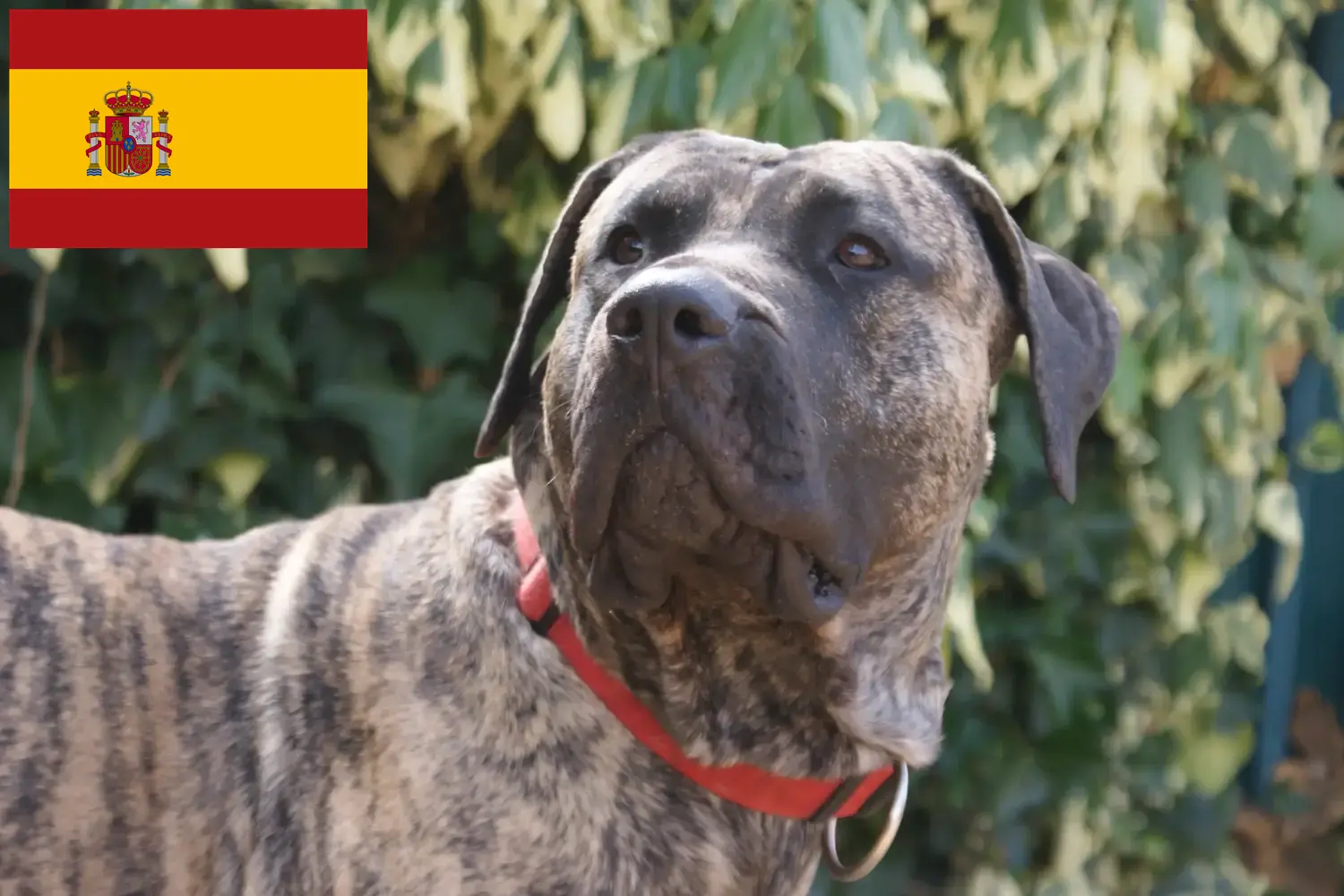 Щенки и заводчики Presa Canario Испания Здесь вы можете найти заводчиков собак породы Преса Канариос в Испании.
