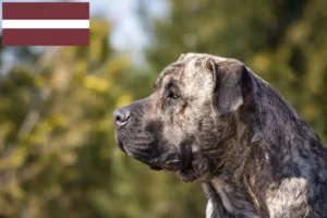 Подробнее о статье Заводчики и щенки Presa Canario в Латвии
