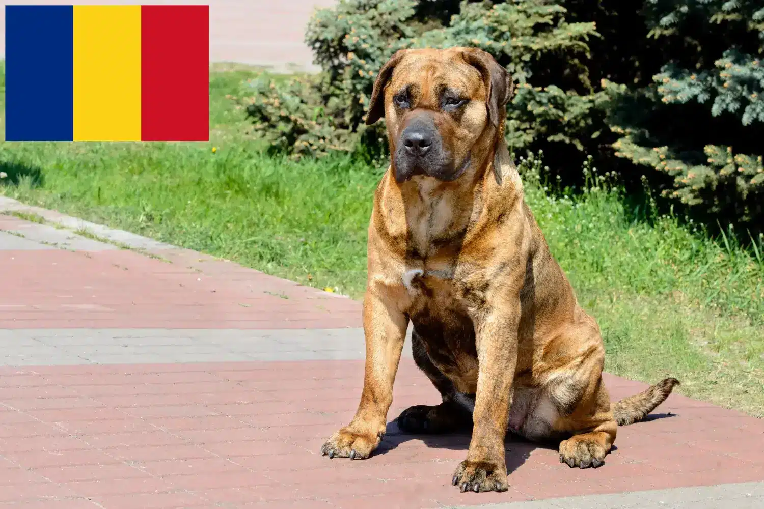 Щенки и заводчики Presa Canario Румыния Здесь вы можете найти заводчиков собак породы Преса Канариос в Румынии.