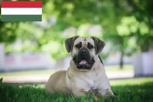 Подробнее о статье Заводчики и щенки Presa Canario в Венгрии