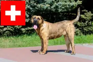 Подробнее о статье Заводчики и щенки Presa Canario в Швейцарии