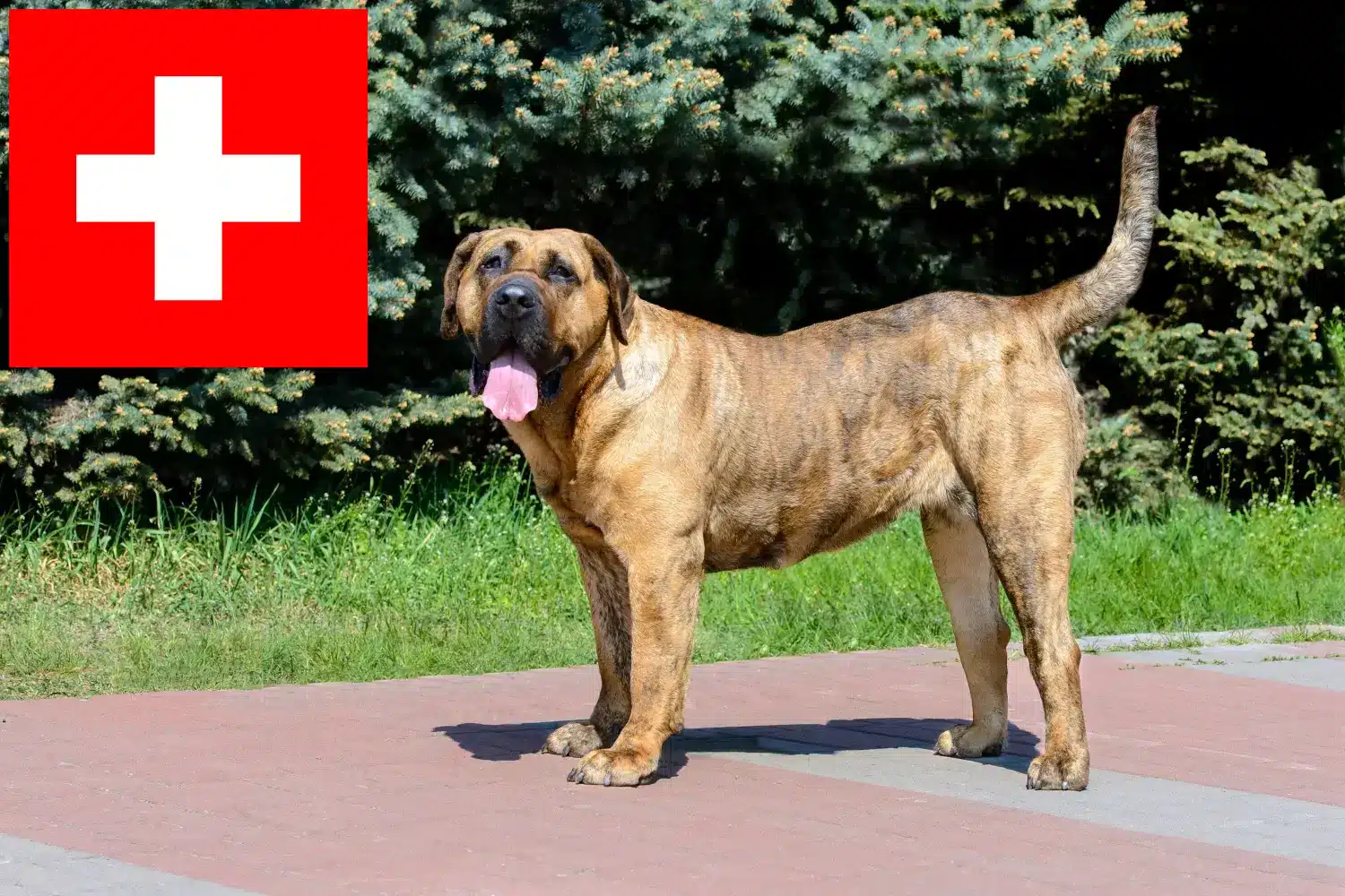 Щенки и заводчики Presa Canario Швейцария Здесь вы можете найти заводчиков собак породы Преса Канариос в Швейцарии.